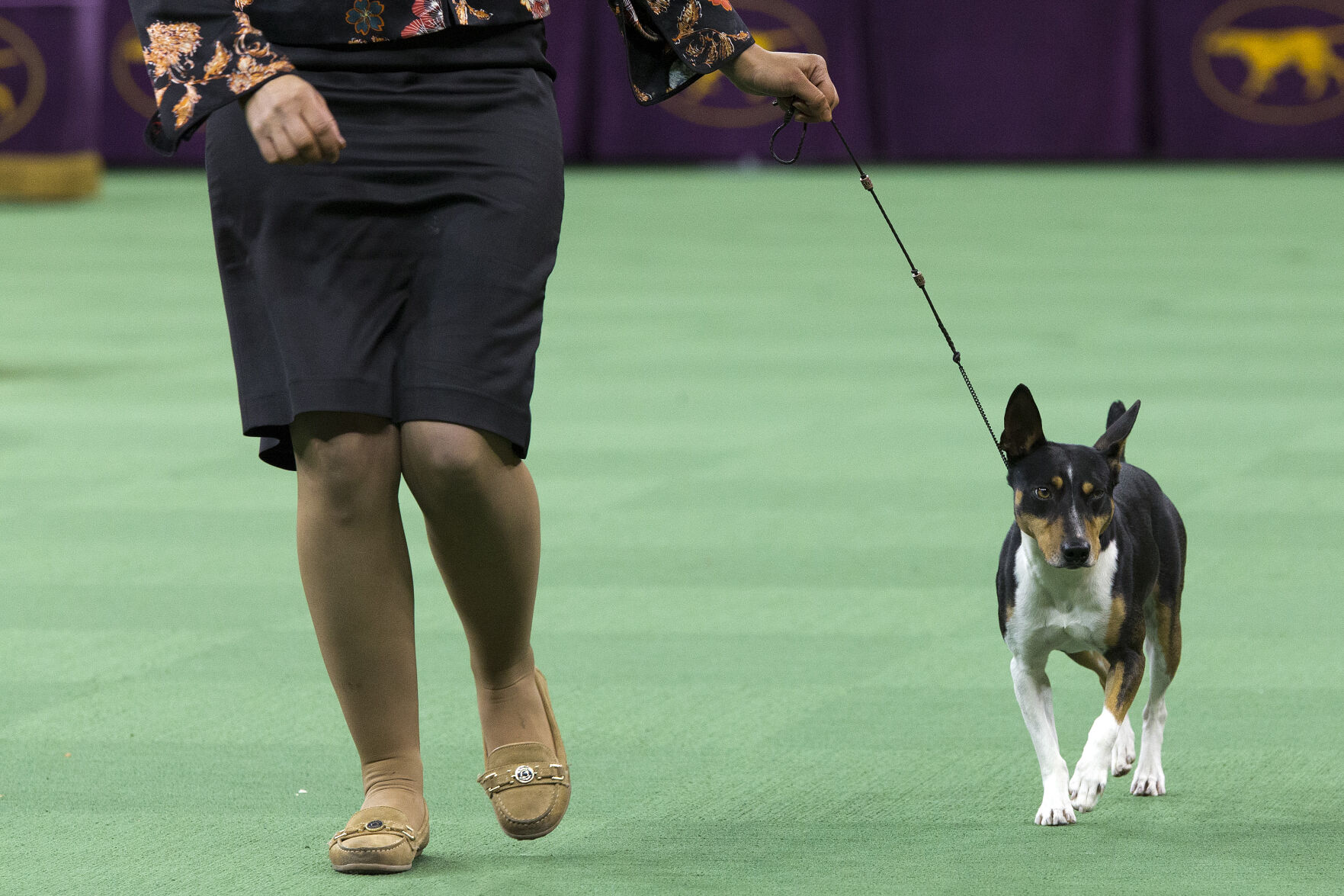 Dog Show